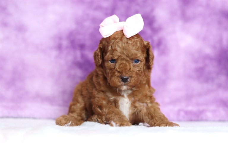 9449aaDebbie the mini poodle-the puppy lodge