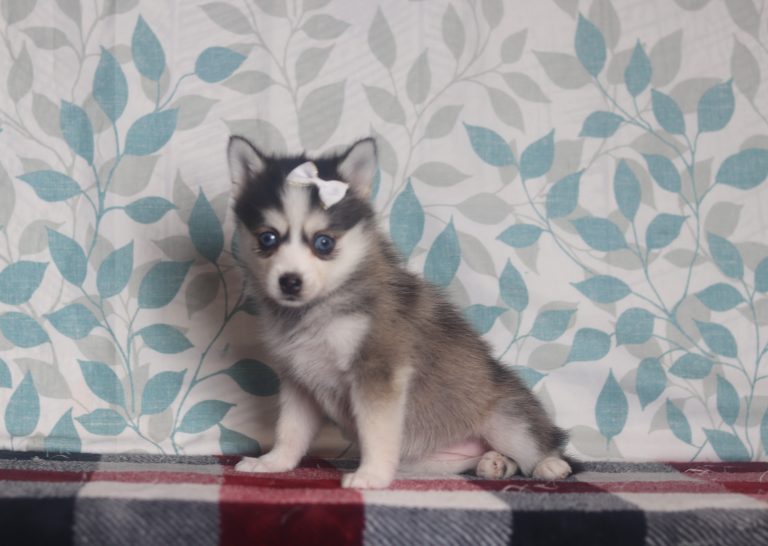 9459aaa-Zoey the pomsky-the puppy lodge