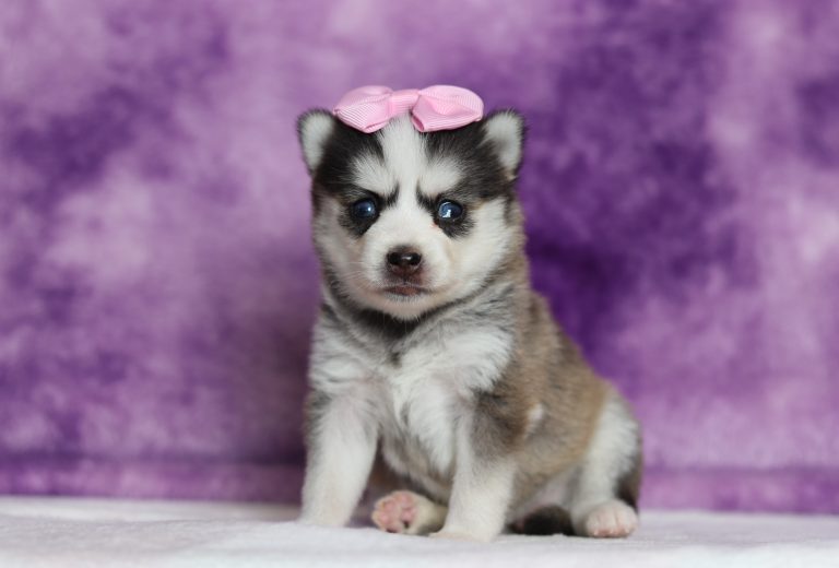 9459aZoey the pomsky-the puppy lodge