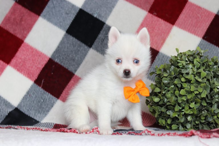 9460aaaSpeedy the pomsky-the puppy lodge