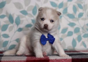 9701aaaSnoopy the pomsky-the puppy lodge
