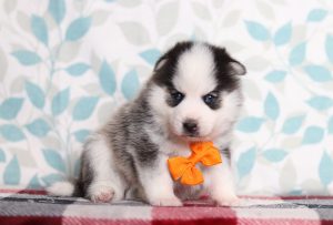 9702aaSnickers the pomsky-the puppy lodge