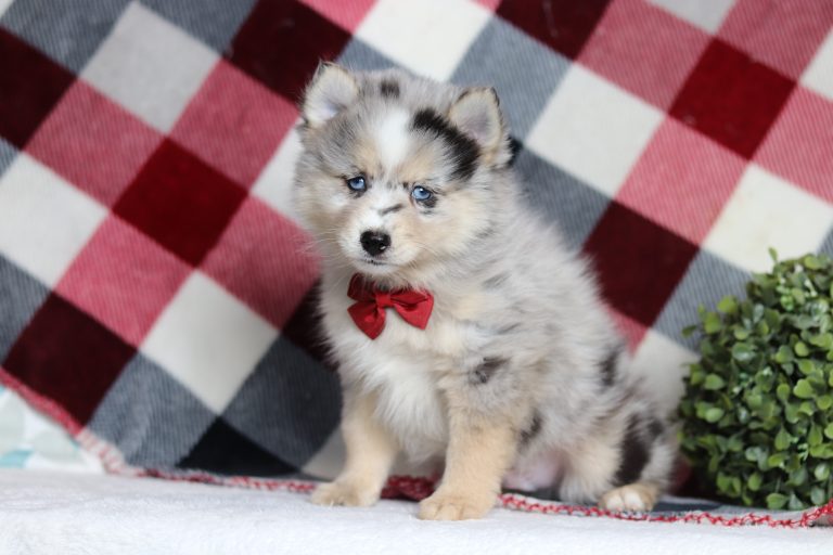 9712aaaLesten the pomsky-the puppy lodge