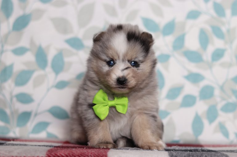 9712aaaLesten the pomsky-the puppy lodge