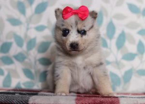 9713aLacey the pomsky-the puppy lodge