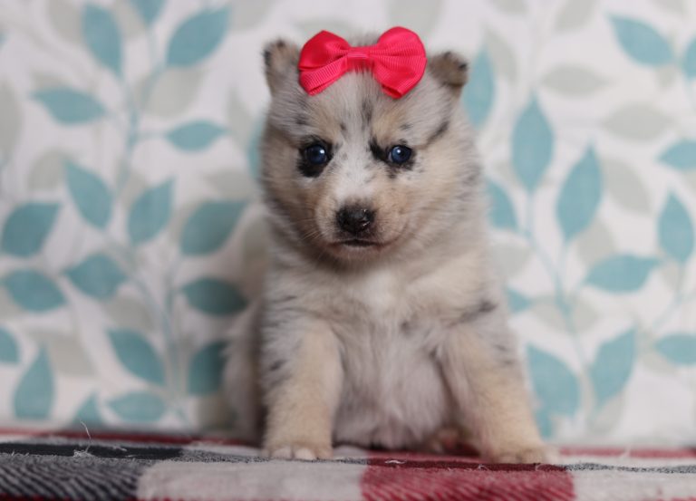 9713aLacey the pomsky-the puppy lodge