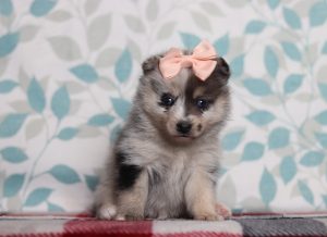 9714aaaLolu the pomsky-the puppy lodge