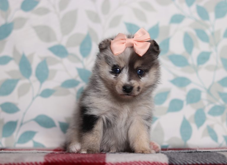 9714aaaLolu the pomsky-the puppy lodge