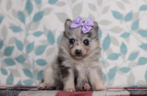 9715aaaLori the pomsky-the puppy lodge