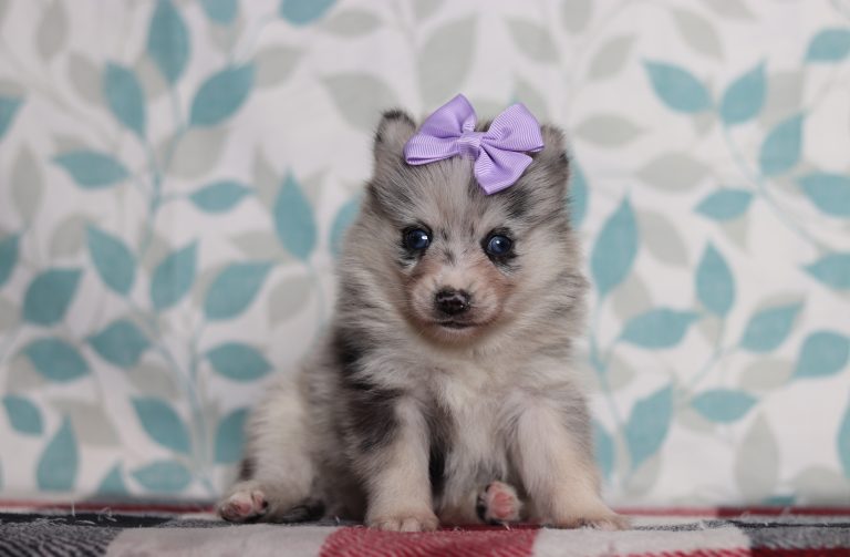 9715aaaLori the pomsky-the puppy lodge