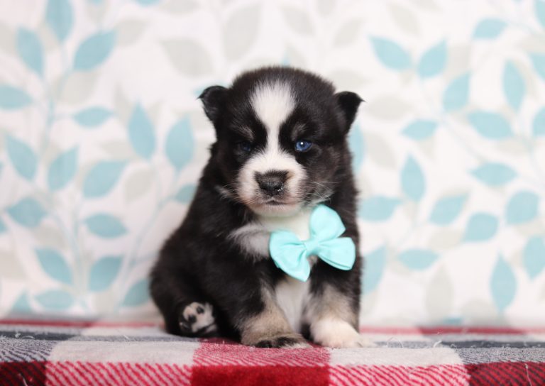 9716aHallard the pomsky-the puppy lodge