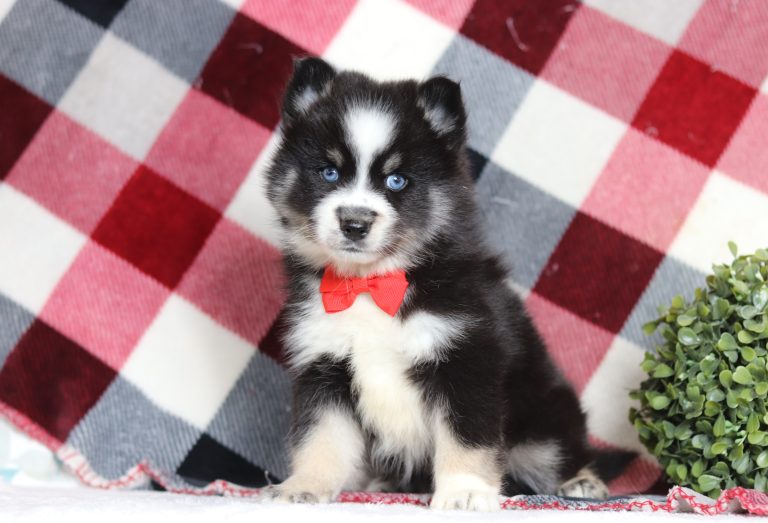 9716a-Hallard the pomsky-the puppy lodge