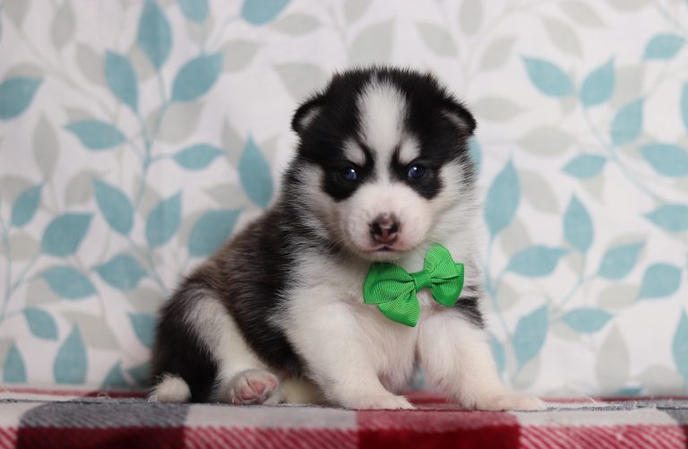 9717aa-Henry the pomsky-the puppy lodge