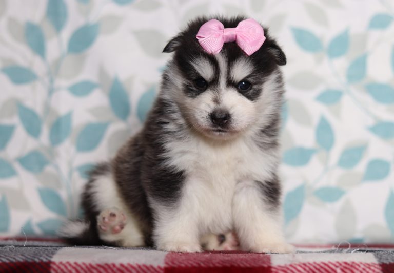 9718aaaHoney Bee the pomsky-the puppy lodge