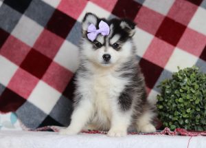 9718aaaHoney Bee the pomsky-the puppy lodge