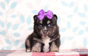 9719aaaHettie the pomsky-the puppy lodge
