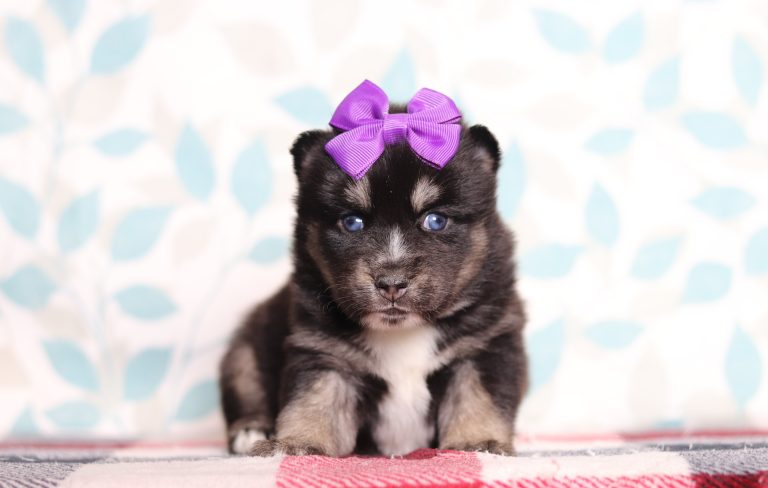 9719aaaHettie the pomsky-the puppy lodge