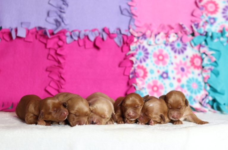 Amanda-litter-golden retriever-the puppy lodge