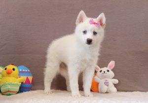 Daffadil-1711aaa-pomsky-puppy-Puppy-Lodge