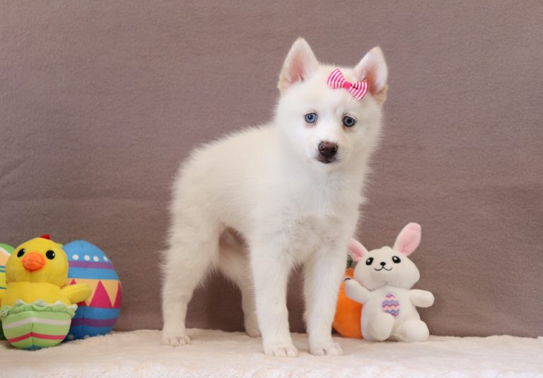 Daffadil-1711aaa-pomsky-puppy-Puppy-Lodge