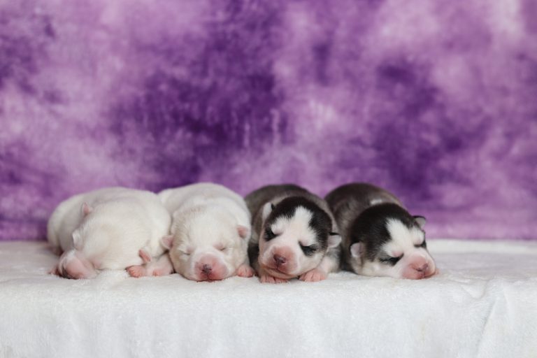 Gray-Girl-litter-pomsky-the puppy lodge