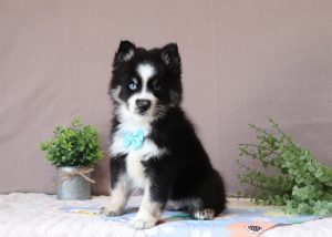 Hallard-6716aaa-puppy-pomsky-Puppy-Lodge