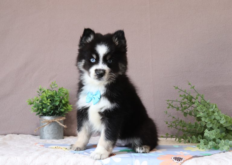 Hallard-6716aaa-puppy-pomsky-Puppy-Lodge