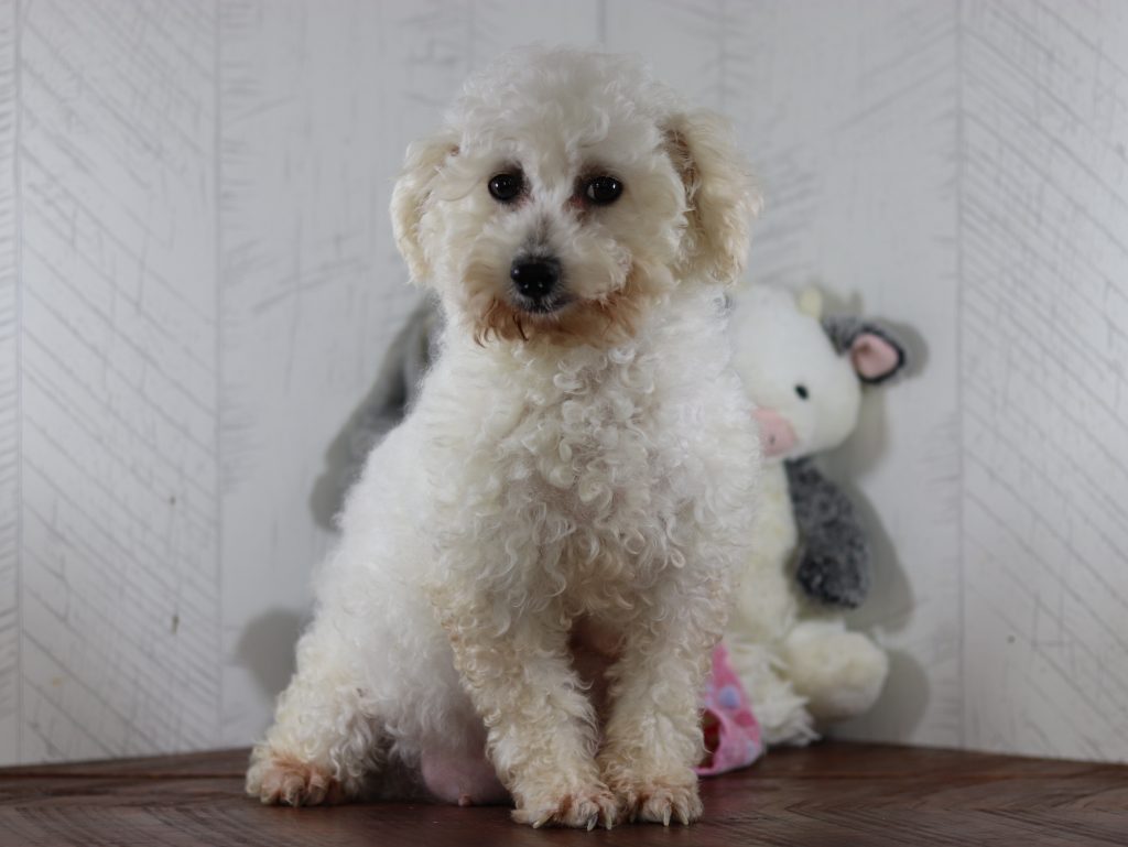 Lillie bichon