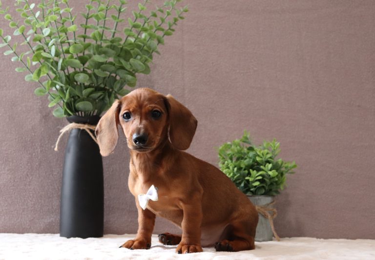 Marion-4641a-mini-dachshund-Pawsome-Family-Pets
