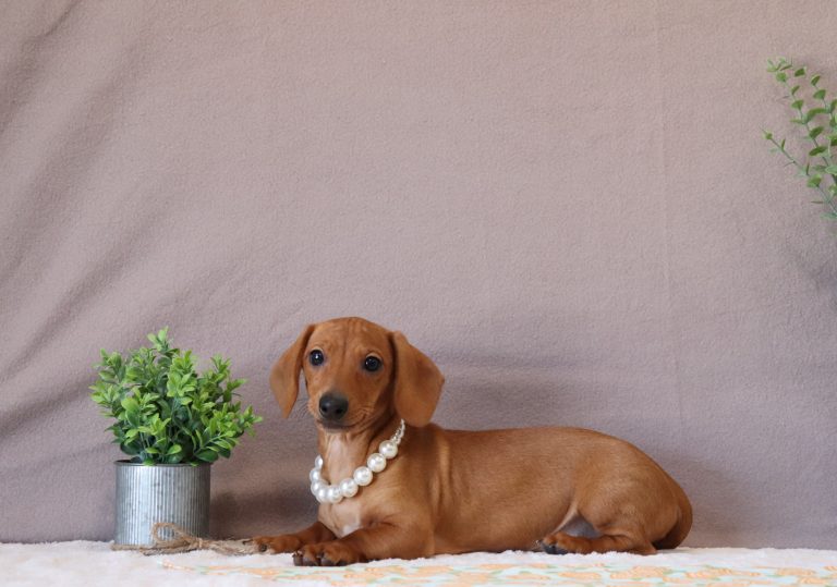 Maynard-4652pp-puppy-mini-dachshund-Puppy-Lodge
