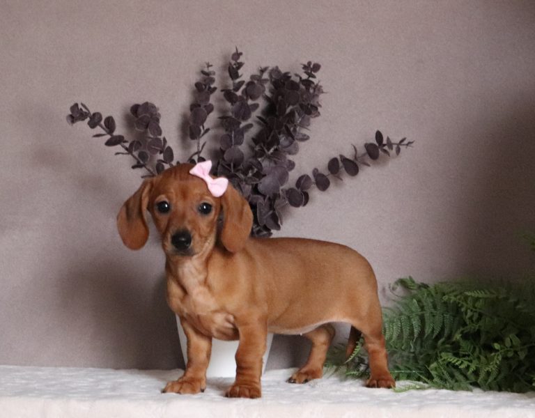Mindy-4644aa mini dachshund-the puppy lodge