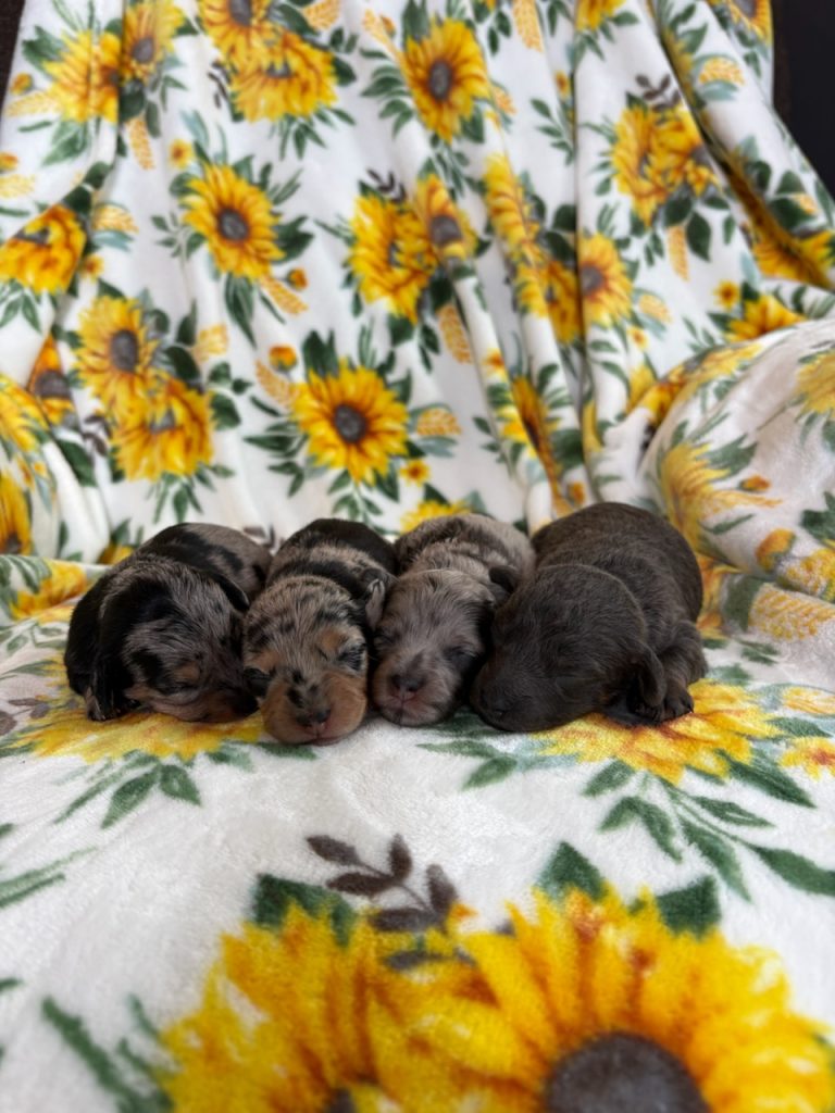 POLLY-LITTERdoxypoo-the puppy lodge