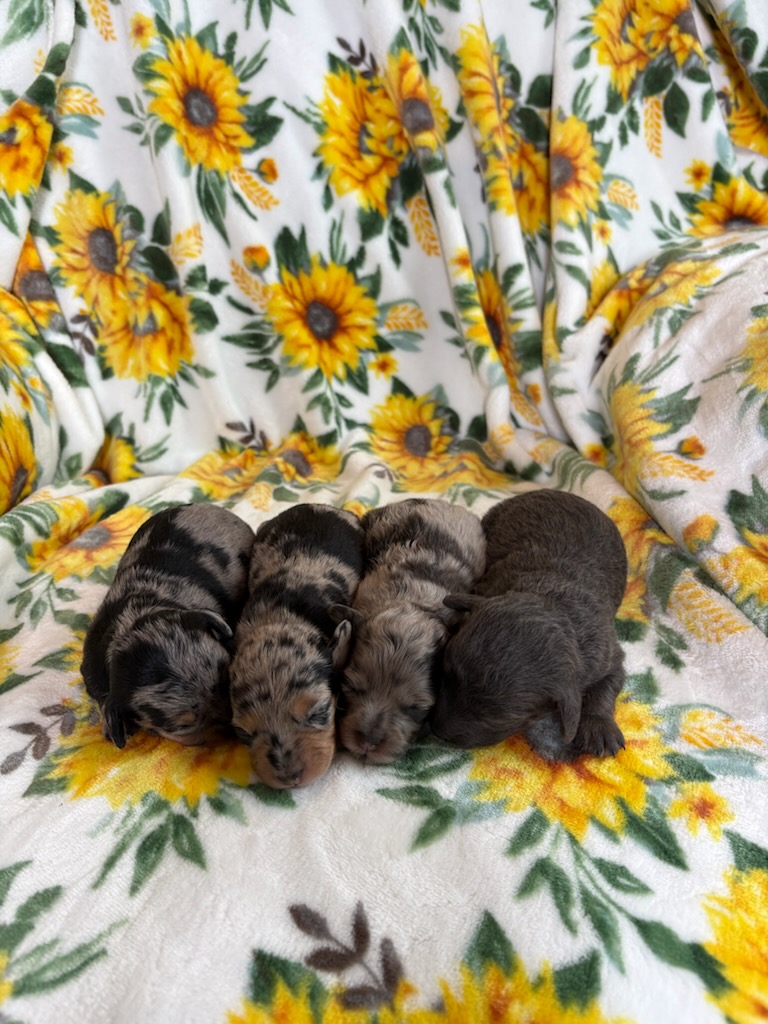 POLLY-LITTERdoxypoo-the puppy lodge