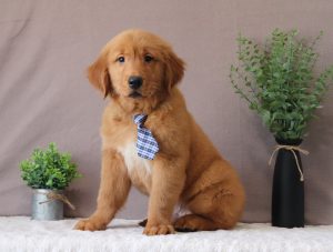 Red-2896aa-golden-retriever-puppy-Puppy-Lodge-
