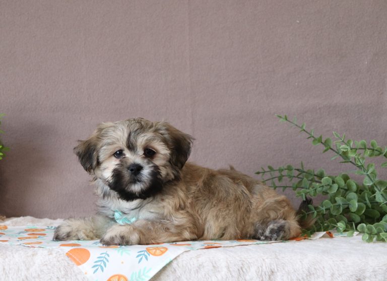 Seth-0509aa-puppy-teddy-bear-Puppy-Lodge