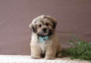 Seth-0509aaa-puppy-teddy-bear-Puppy-Lodge