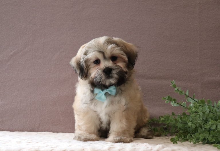 Seth-0509aaa-puppy-teddy-bear-Puppy-Lodge