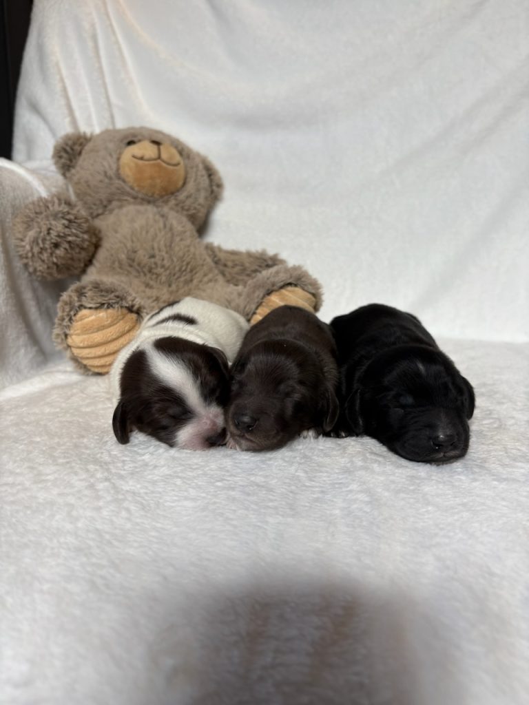 linsey-litterDoxypoo-the puppy lodge