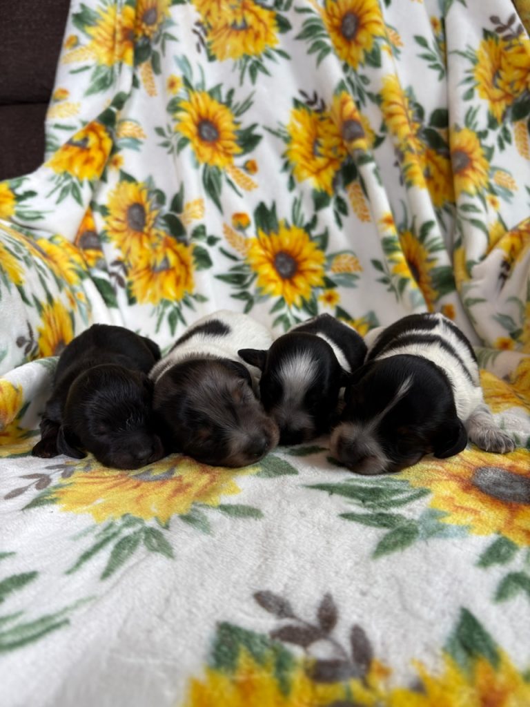 misty-litter-Mini dachshund-the puppy lodge