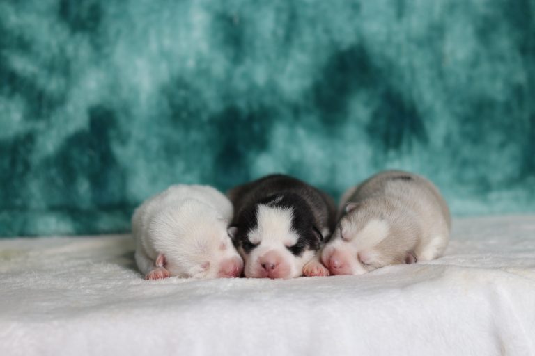 silver-star-litter Pomsky-the puppy lodge
