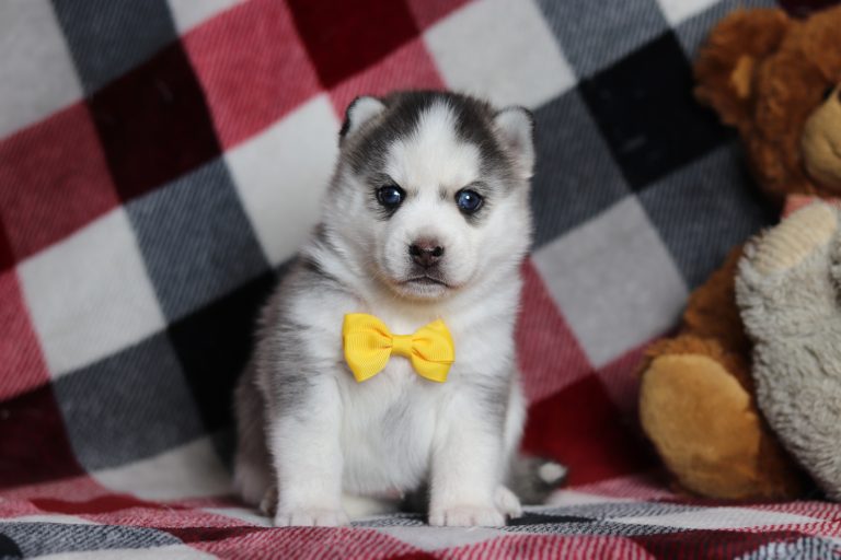 0066aGuy the pomsky-the puppy lodge