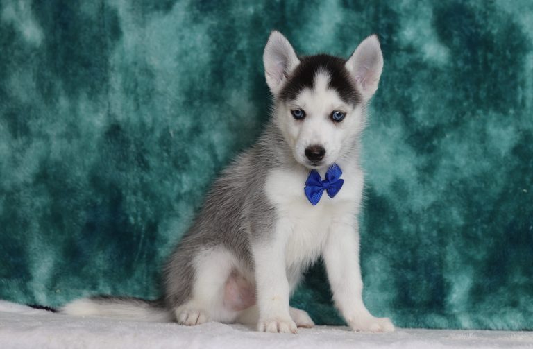 0067aaaGlen the pomsky-the puppy lodge