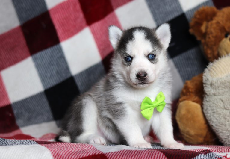 0067aGlen the pomsky-the puppy lodge