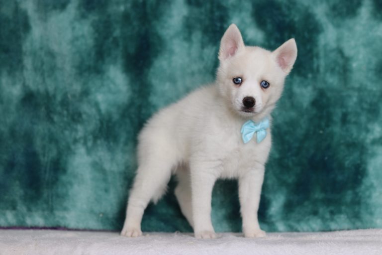 0068aaaGarret the pomsky-the puppy lodge