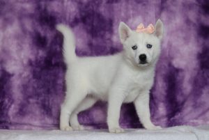 0069aaaGrace the pomsky-the puppy lodge