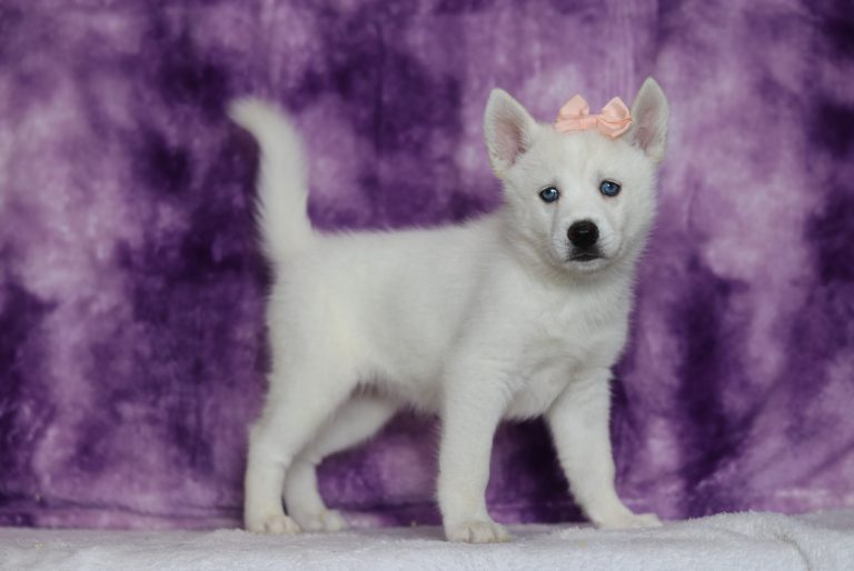 0069aaaGrace the pomsky-the puppy lodge