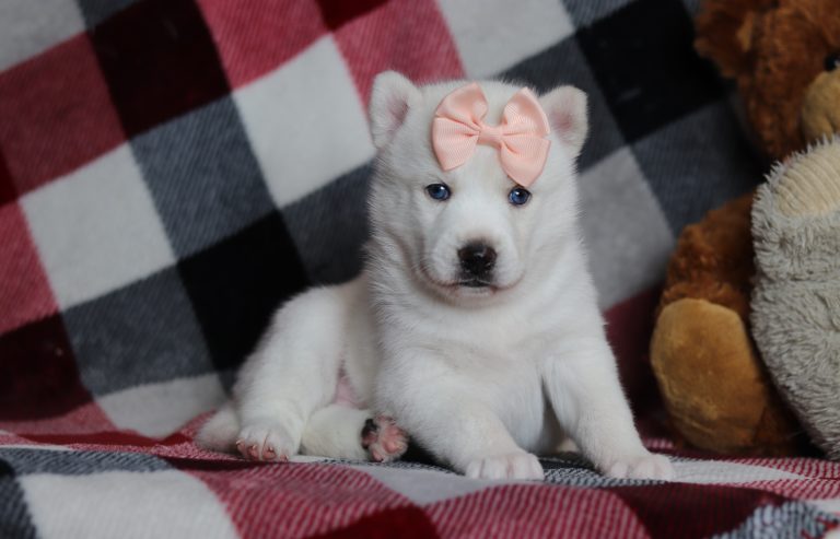 0069aGrace the pomsky-the puppy lodge