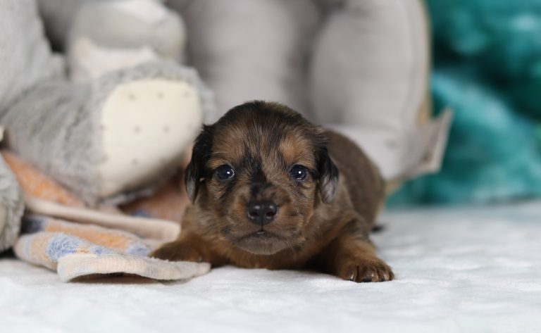 0079aaaGarison the dachshund-the puppy lodge