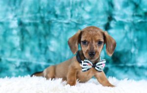 0080a-Gabe the dachshund-the puppy lodge