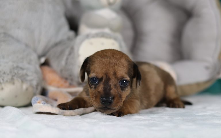 0080aaaGabe the dachshund-the puppy lodge